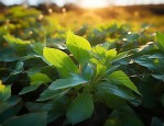 拍摄风景照片如何构图？这4句大白话风光摄影口诀收好